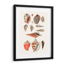 Colección Shell Iv - Vision Studio | Cuadro decorativo de Canvas Lab