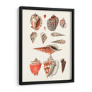 Colección Shell Iv - Vision Studio | Cuadro decorativo de Canvas Lab
