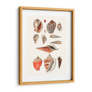Colección Shell Iv - Vision Studio | Cuadro decorativo de Canvas Lab