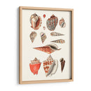 Colección Shell Iv - Vision Studio | Cuadro decorativo de Canvas Lab