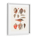 Colección Shell Iv - Vision Studio | Cuadro decorativo de Canvas Lab