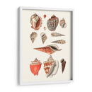 Colección Shell Iv - Vision Studio | Cuadro decorativo de Canvas Lab