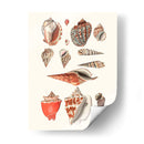 Colección Shell Iv - Vision Studio | Cuadro decorativo de Canvas Lab