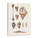 Colección De Cáscara V - Vision Studio | Cuadro decorativo de Canvas Lab