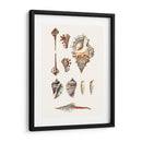 Colección De Cáscara V - Vision Studio | Cuadro decorativo de Canvas Lab