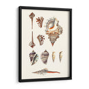 Colección De Cáscara V - Vision Studio | Cuadro decorativo de Canvas Lab