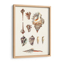 Colección De Cáscara V - Vision Studio | Cuadro decorativo de Canvas Lab