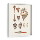 Colección De Cáscara V - Vision Studio | Cuadro decorativo de Canvas Lab