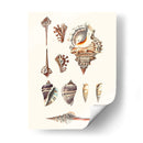 Colección De Cáscara V - Vision Studio | Cuadro decorativo de Canvas Lab