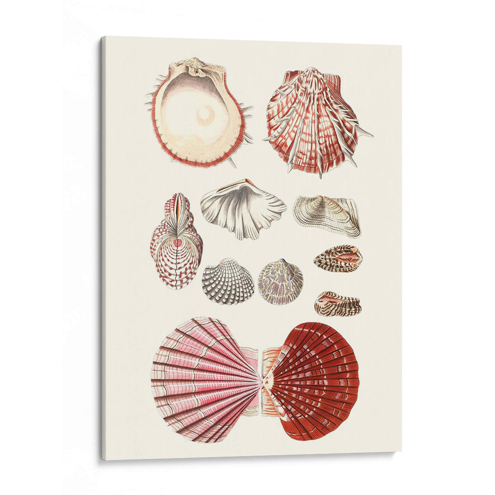Colección De Cáscara Vi - Vision Studio | Cuadro decorativo de Canvas Lab
