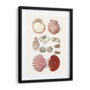 Colección De Cáscara Vi - Vision Studio | Cuadro decorativo de Canvas Lab
