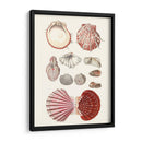 Colección De Cáscara Vi - Vision Studio | Cuadro decorativo de Canvas Lab