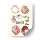 Colección De Cáscara Vi - Vision Studio | Cuadro decorativo de Canvas Lab