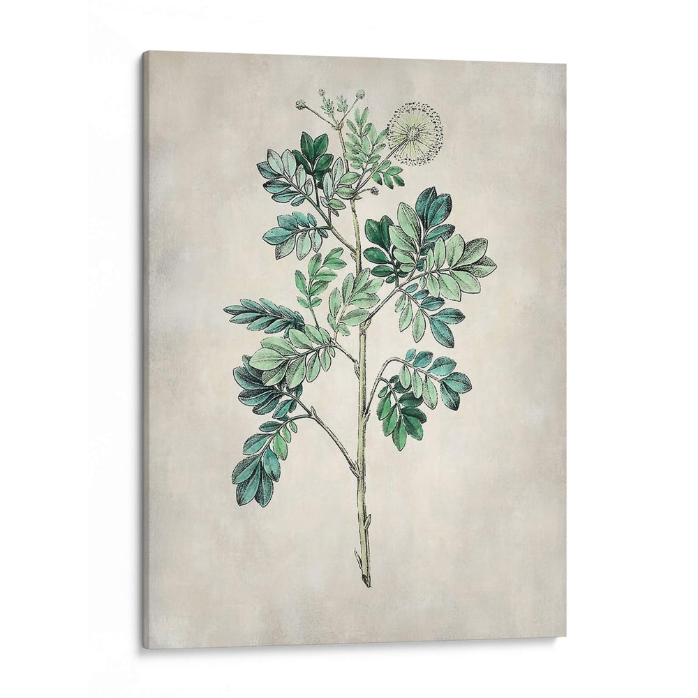 Árbol Acacia I - Vision Studio | Cuadro decorativo de Canvas Lab