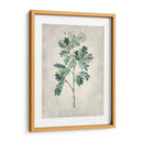 Árbol Acacia I - Vision Studio | Cuadro decorativo de Canvas Lab