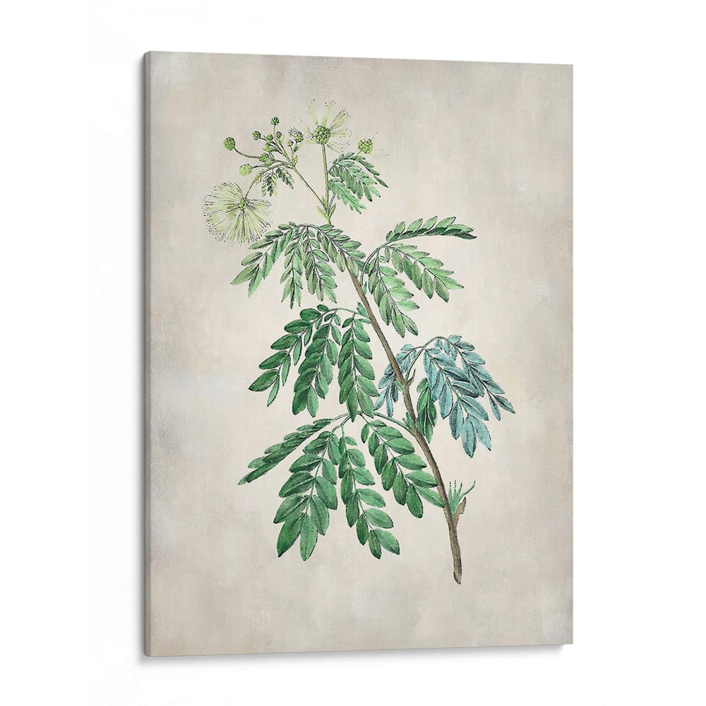 Acacia Tree Ii - Vision Studio | Cuadro decorativo de Canvas Lab
