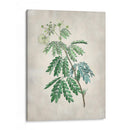 Acacia Tree Ii - Vision Studio | Cuadro decorativo de Canvas Lab