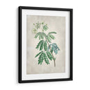 Acacia Tree Ii - Vision Studio | Cuadro decorativo de Canvas Lab