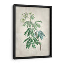 Acacia Tree Ii - Vision Studio | Cuadro decorativo de Canvas Lab