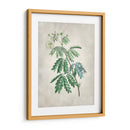 Acacia Tree Ii - Vision Studio | Cuadro decorativo de Canvas Lab