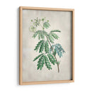 Acacia Tree Ii - Vision Studio | Cuadro decorativo de Canvas Lab