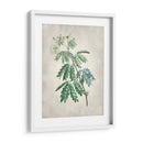 Acacia Tree Ii - Vision Studio | Cuadro decorativo de Canvas Lab