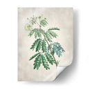 Acacia Tree Ii - Vision Studio | Cuadro decorativo de Canvas Lab