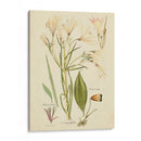 Bosquejo Botánico Antiguo I - Vision Studio | Cuadro decorativo de Canvas Lab