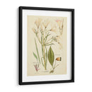 Bosquejo Botánico Antiguo I - Vision Studio | Cuadro decorativo de Canvas Lab