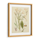 Bosquejo Botánico Antiguo I - Vision Studio | Cuadro decorativo de Canvas Lab