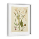 Bosquejo Botánico Antiguo I - Vision Studio | Cuadro decorativo de Canvas Lab