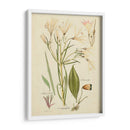 Bosquejo Botánico Antiguo I - Vision Studio | Cuadro decorativo de Canvas Lab
