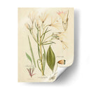 Bosquejo Botánico Antiguo I - Vision Studio | Cuadro decorativo de Canvas Lab