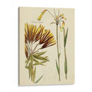 Bosquejo Botánico Antiguo Ii - Vision Studio | Cuadro decorativo de Canvas Lab