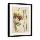Bosquejo Botánico Antiguo Ii - Vision Studio | Cuadro decorativo de Canvas Lab