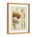 Bosquejo Botánico Antiguo Ii - Vision Studio | Cuadro decorativo de Canvas Lab