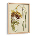 Bosquejo Botánico Antiguo Ii - Vision Studio | Cuadro decorativo de Canvas Lab