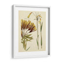 Bosquejo Botánico Antiguo Ii - Vision Studio | Cuadro decorativo de Canvas Lab