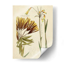 Bosquejo Botánico Antiguo Ii - Vision Studio | Cuadro decorativo de Canvas Lab