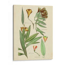 Bosquejo Botánico Antiguo Iii - Vision Studio | Cuadro decorativo de Canvas Lab