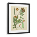 Bosquejo Botánico Antiguo Iii - Vision Studio | Cuadro decorativo de Canvas Lab