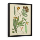 Bosquejo Botánico Antiguo Iii - Vision Studio | Cuadro decorativo de Canvas Lab