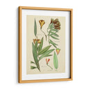 Bosquejo Botánico Antiguo Iii - Vision Studio | Cuadro decorativo de Canvas Lab