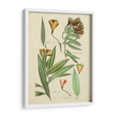 Bosquejo Botánico Antiguo Iii - Vision Studio | Cuadro decorativo de Canvas Lab