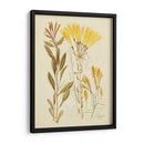 Bosquejo Botánico Antiguo Iv - Vision Studio | Cuadro decorativo de Canvas Lab
