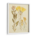 Bosquejo Botánico Antiguo Iv - Vision Studio | Cuadro decorativo de Canvas Lab