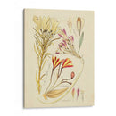 Bosquejo Botánico Antiguo V - Vision Studio | Cuadro decorativo de Canvas Lab