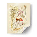 Bosquejo Botánico Antiguo V - Vision Studio | Cuadro decorativo de Canvas Lab