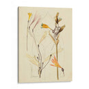 Bosquejo Botánico Antiguo Vi - Vision Studio | Cuadro decorativo de Canvas Lab