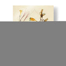 Bosquejo Botánico Antiguo Vi - Vision Studio | Cuadro decorativo de Canvas Lab